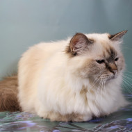 CH LOULOU VON KLEY (DE)