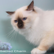 Сегодня у нашей шоколадной девочки Helga Sacred Charm День Рождения.