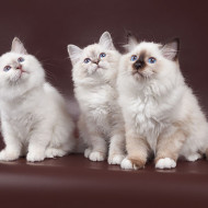 Котята