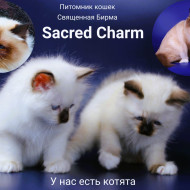 Питомник предлагает котят